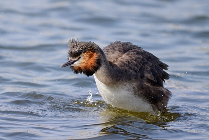 fuut (Podiceps cristatus) 3-2016 7264